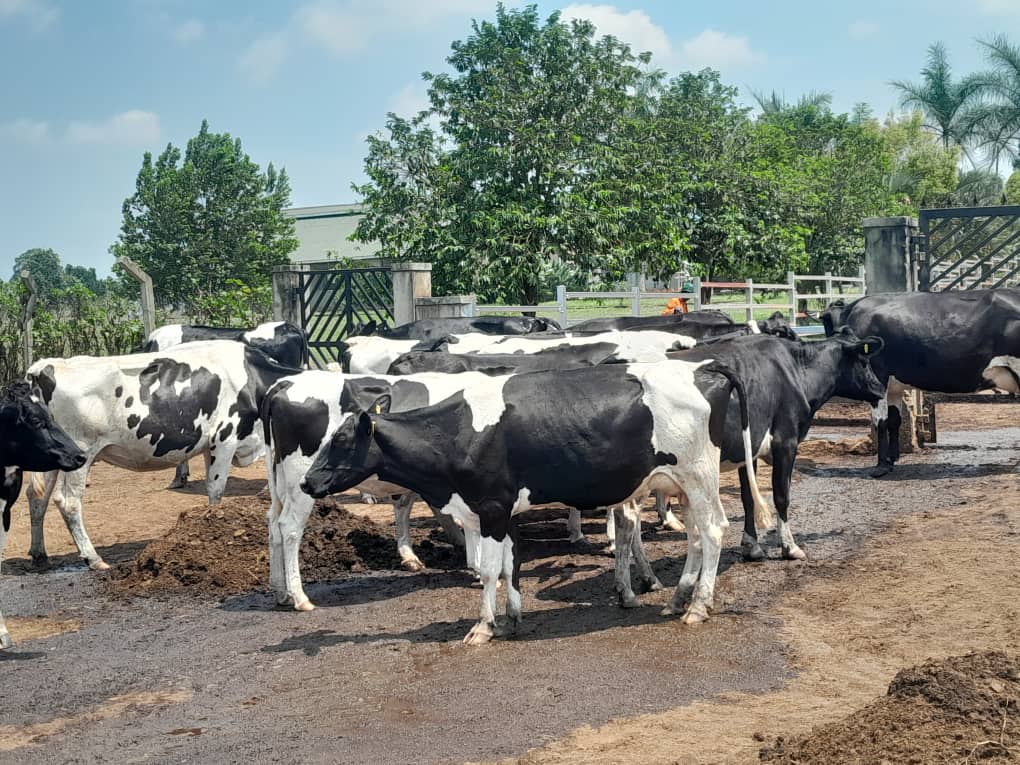 Welcome to Prime Agro Farm